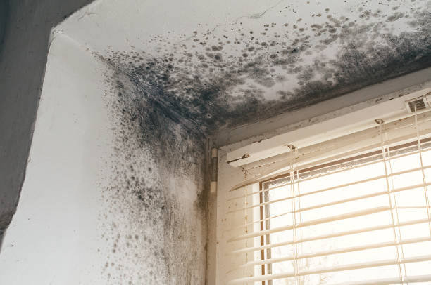 Affordable Attic Mold Remediation solutions in Hampstead, NC