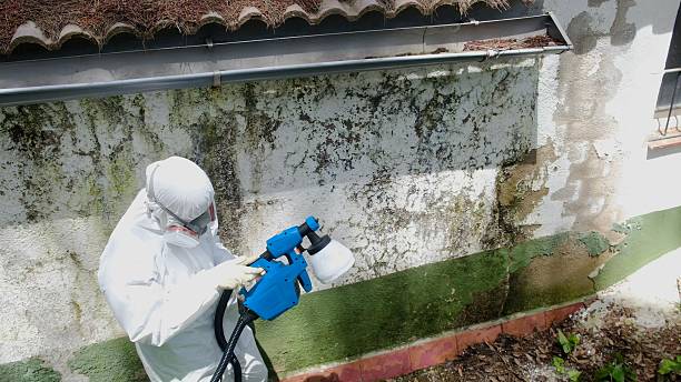 Top rated local Attic Mold Remediation specialists in Hampstead, NC